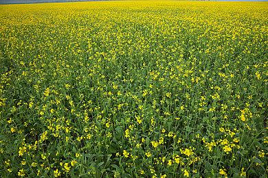 生存攀登游戏《孤山独影》推出无保护独攀模式